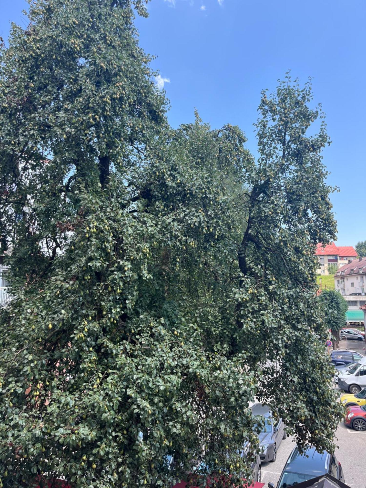 Hotel Dulovic Mojkovac Kültér fotó
